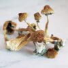 African Transkei Mushrooms