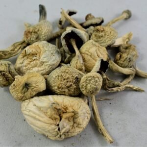 Albino A+ Magic Mushrooms