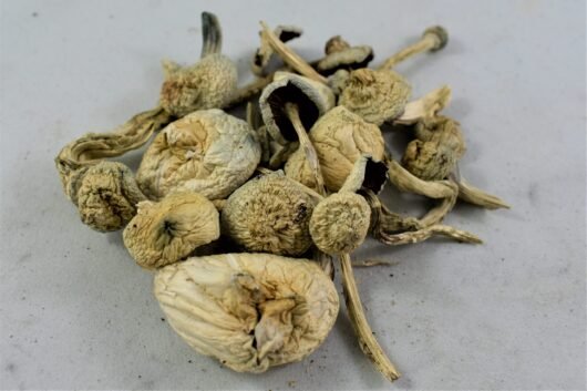 Albino A+ Magic Mushrooms