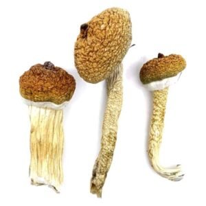 Blue Meanie Mushrooms