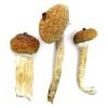Blue Meanie Mushrooms