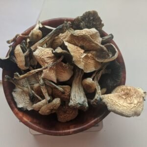 Buy B+ Magic Mushrooms