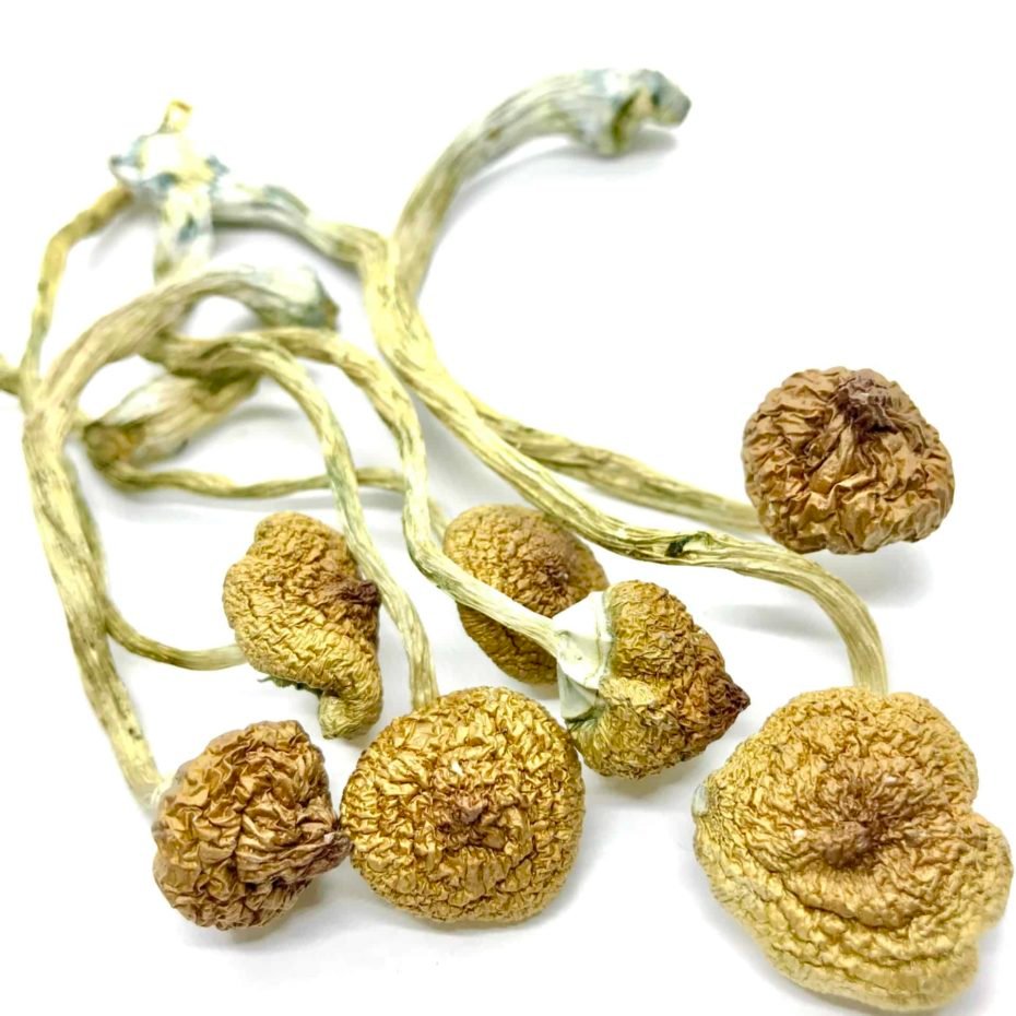 Buy Cambodian Mushrooms UK