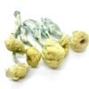 Buy Mazatapec Mushrooms UK