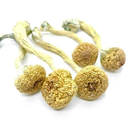 Buy Mexicana Mushrooms UK