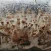 buy mushroom growing kit | buy mushroom grow kit | grow kit for mushrooms |1 grow mushrooms kit uk