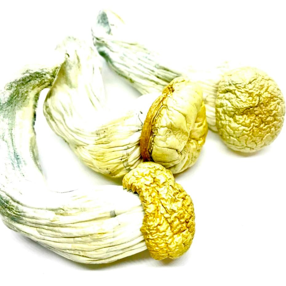 Buy Penis Envy Mushrooms UK