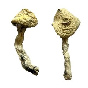 buy-dried-magic-mushrooms-online(7g per Pack)