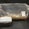 magic mushroom grow kits for sale UK | mushroom growing kits for sale | buy magic mushroom grow kit | 99% pure mushroom grow kits for sale uk