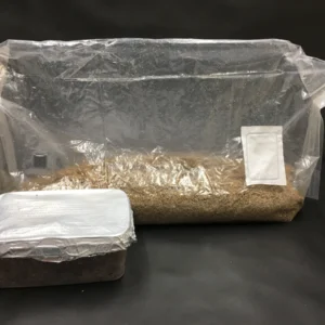 magic mushroom grow kits for sale UK | mushroom growing kits for sale | buy magic mushroom grow kit | 99% pure mushroom grow kits for sale uk