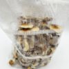 magic mushroom grow kits uk | grow kit mushroom magic | magic mushroom grow kit | magic mushroom growing kit | buy magic mushroom grow kit