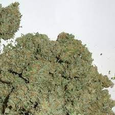 Master Kush Weed UK
